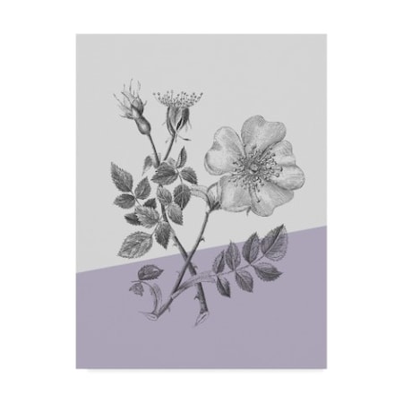 Trademark Fine Art Wild Apple Portfolio 'Botany IV Color Block' Canvas Art, 24x32 WAP04021-C2432GG